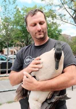 Kensington hero saves goose from certain death on Ocean Pkwy.