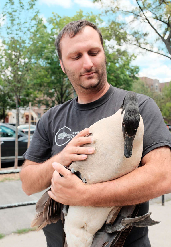 Kensington hero saves goose from certain death on Ocean Pkwy.