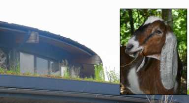 EXCLUSIVE: Parks Department: ‘We will not use goats to trim overgrown community center roof’