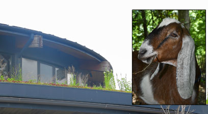 EXCLUSIVE: Parks Department: ‘We will not use goats to trim overgrown community center roof’