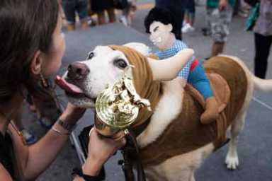Bow WOW! Fashionable dogs hit the catwalk in Park Slope