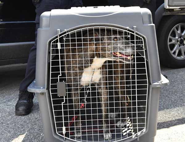 Dog bites housekeeper’s toe off in Greenpoint