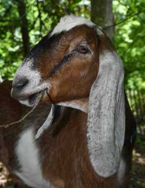 Kid nap! Prospect Park goats away on month-long vacation!