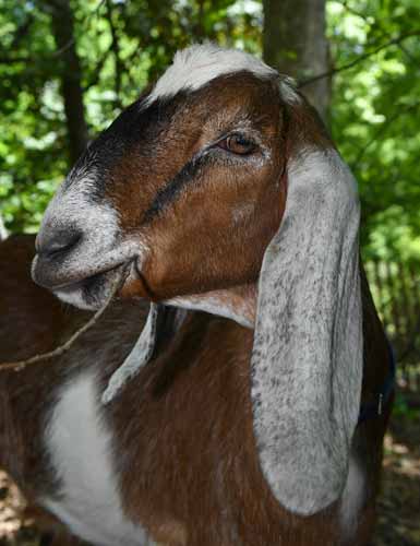 Kid nap! Prospect Park goats away on month-long vacation!