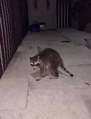 Distemper tantrum: Virus has Gerritsen Beach’s Raccoons acting kooky, experts suspect