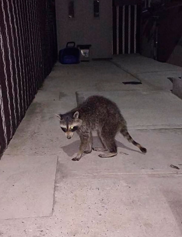 Distemper tantrum: Virus has Gerritsen Beach’s Raccoons acting kooky, experts suspect