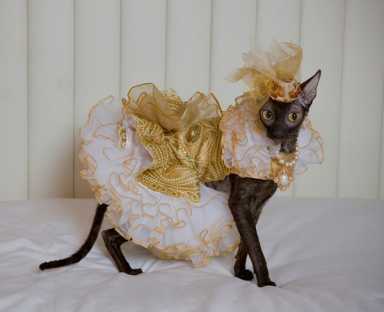 Glamourpuss: Fancy feline photos dress up Brooklyn Bridge Park