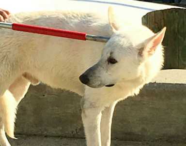 Salty dog! Police rescue pup from Gravesend Bay