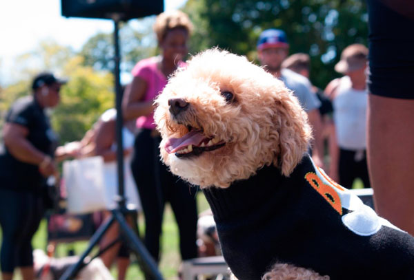 A ruff patch: Pups celebrate Brooklyn Dog Day in Prospect Park