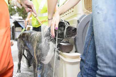 Sham-pooch! Dog wash raises money for Windsor Terrace shelter