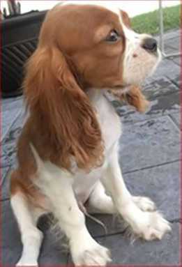 Adorable pup dognapped from Bushwick laundromat!