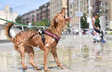 GALLERY: Puppy has greatest time ever playing in Brooklyn Museum fountain