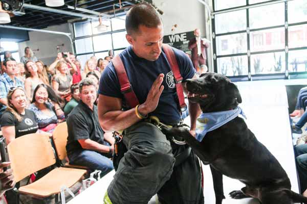 Fashion victims: Rescue dogs hit the catwalk in Crown Heights