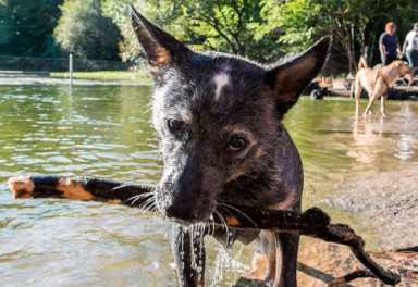 Just in time for fall! Prospect Park Dog Beach back open