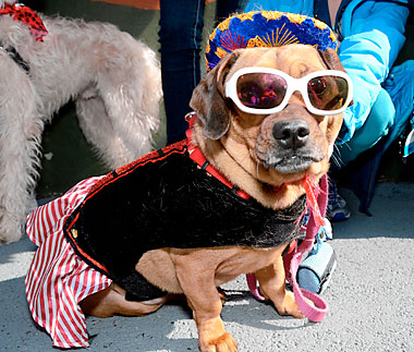 Dogs on parade in Park Slope