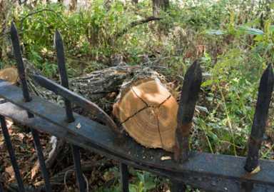 In limbo: Fallen trees abound, because trunk-hauling trucks are broken