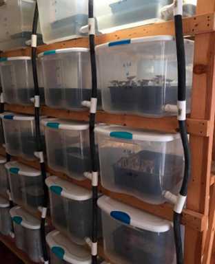 Fungus among us! Cops: Three guys grew illegal ’shrooms in Sheepshead Bay