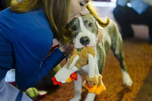Yip yip hooray! Red Hook pit bull honored after thwarting rape