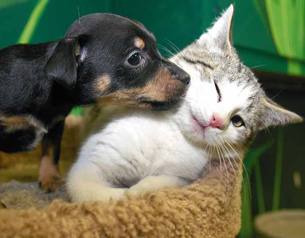 Political baby animals: Kensington bar showing 15 hours of puppy and kitty videos instead of Trump inauguration • Brooklyn Paper Political baby animals: Kensington bar showing 15 hours of puppy and kitty videos instead of Trump inauguration • Brooklyn Paper