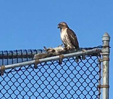 Raptor reapers: Marine Park squirrels face death from above