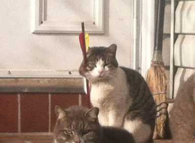 Survivor: Cat that took arrow to face needs good home