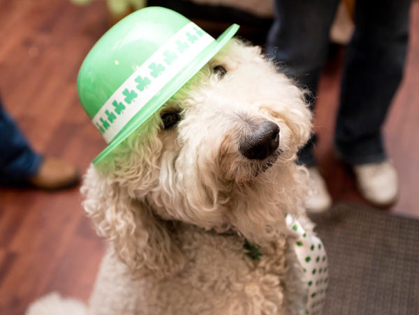 Meet Seamus, mascot of the Bay Ridge St. Patrick’s Day Parade