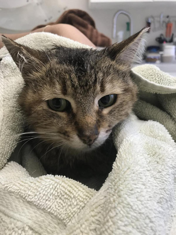 A good name! Anne Levin follows in Steve Levin’s footsteps, saves injured cat from BQE