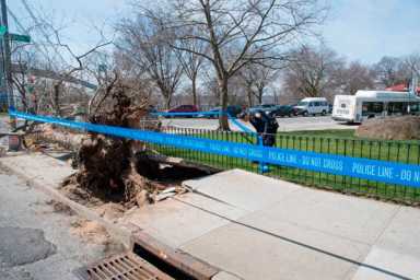 Tree-hicular manslaughter! Truck topples Bay Ridge oak