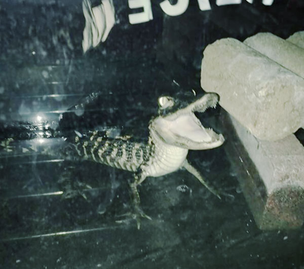 Police: We found alligator-like animal while searching for crack