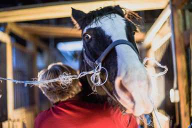 Pony up: Bankrupt Kensington Stables is for sale