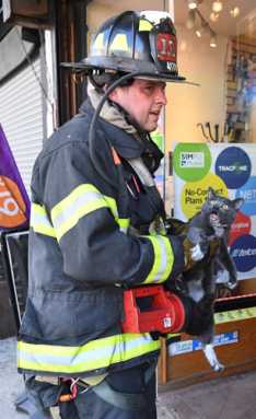 Cat-astrophe averted