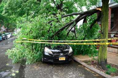 Assault and bat-tree! Cars bruised by rogue branches in Park Slope and Windsor Terrace