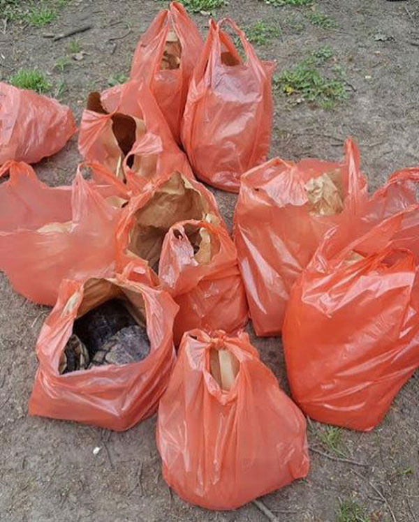 Poachers poached! Turtle-nappers nabbed in Prospect Park, reptiles rescued