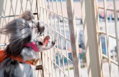 Ruff competition! Dolled up doggies compete in Coney costume contest