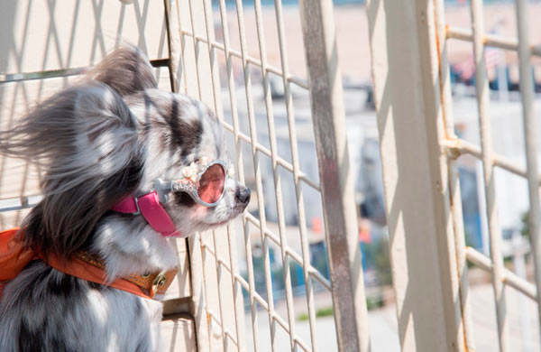 Ruff competition! Dolled up doggies compete in Coney costume contest