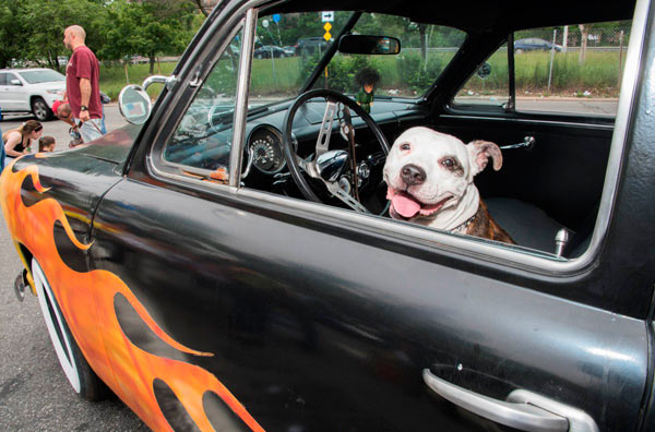 Auto expo showcases canines up for adoption