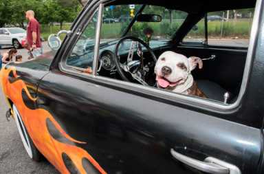 Auto expo showcases canines up for adoption