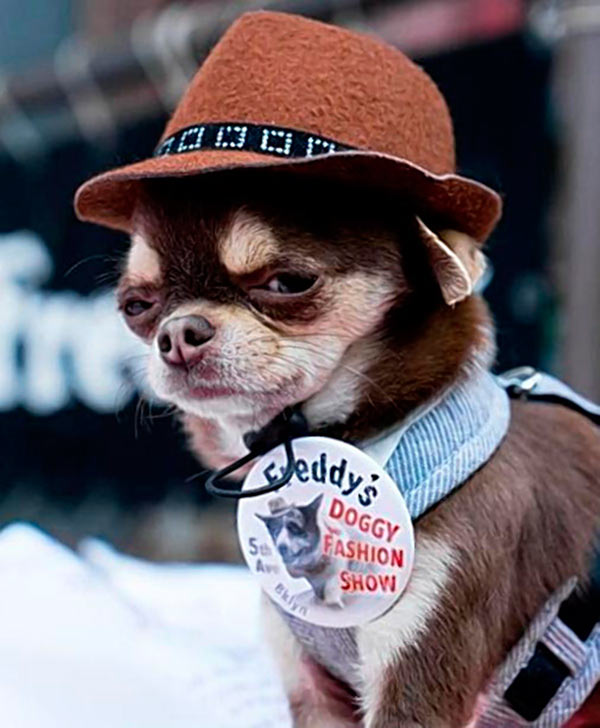 Five things to do in Brooklyn this week!