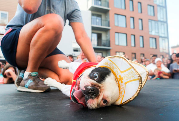 Canine chic! Decked out dogs dazzle at P’Slope pup fashion show