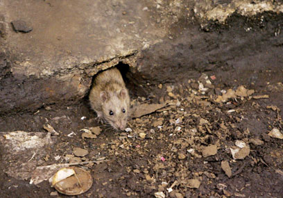 City spends millions to fight rodents with new trash bins, more rubbish removal