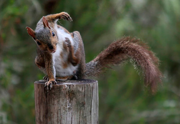 Sinister squirrel attacks multiple people in Prospect Park biting binge