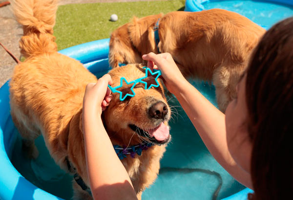 Where fashion ‘sits’: Dressed up canines compete in library’s costume contest