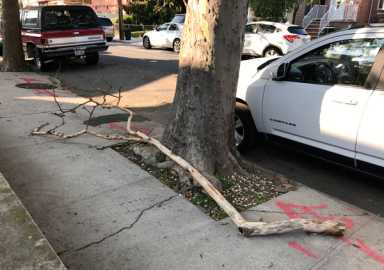 Branch falls after waiting three months for Parks to prune tree