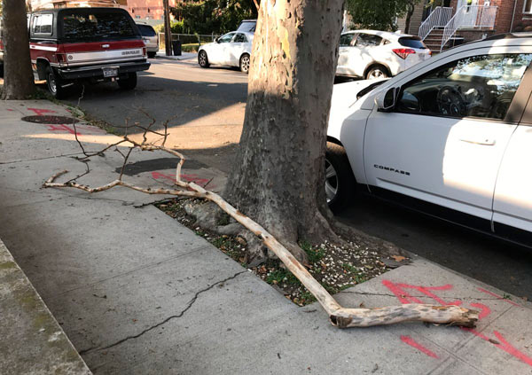 Branch falls after waiting three months for Parks to prune tree