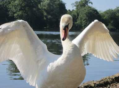 Swans are safe from the state — for now