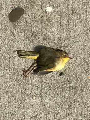 Death from above: Birds’ bodies littering Bklyn streets after fatal collisions with windows
