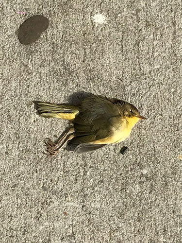 Death from above: Birds’ bodies littering Bklyn streets after fatal collisions with windows