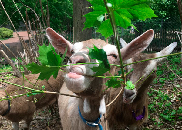 Goats return to clean Prospect Park!