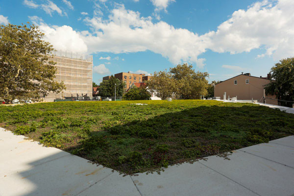 A higher ground: Lush lawn planted atop Windsor Terrace library