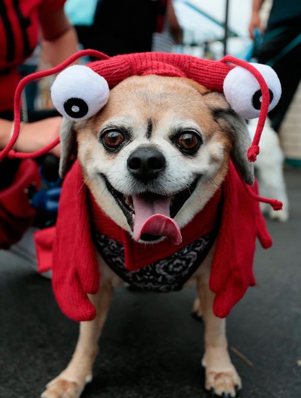 Canines of Coney Island cavort at costume contest